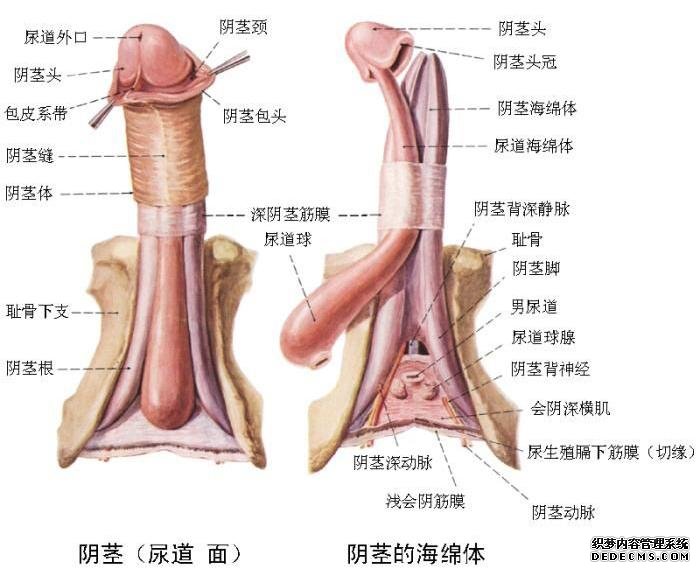 阳痿